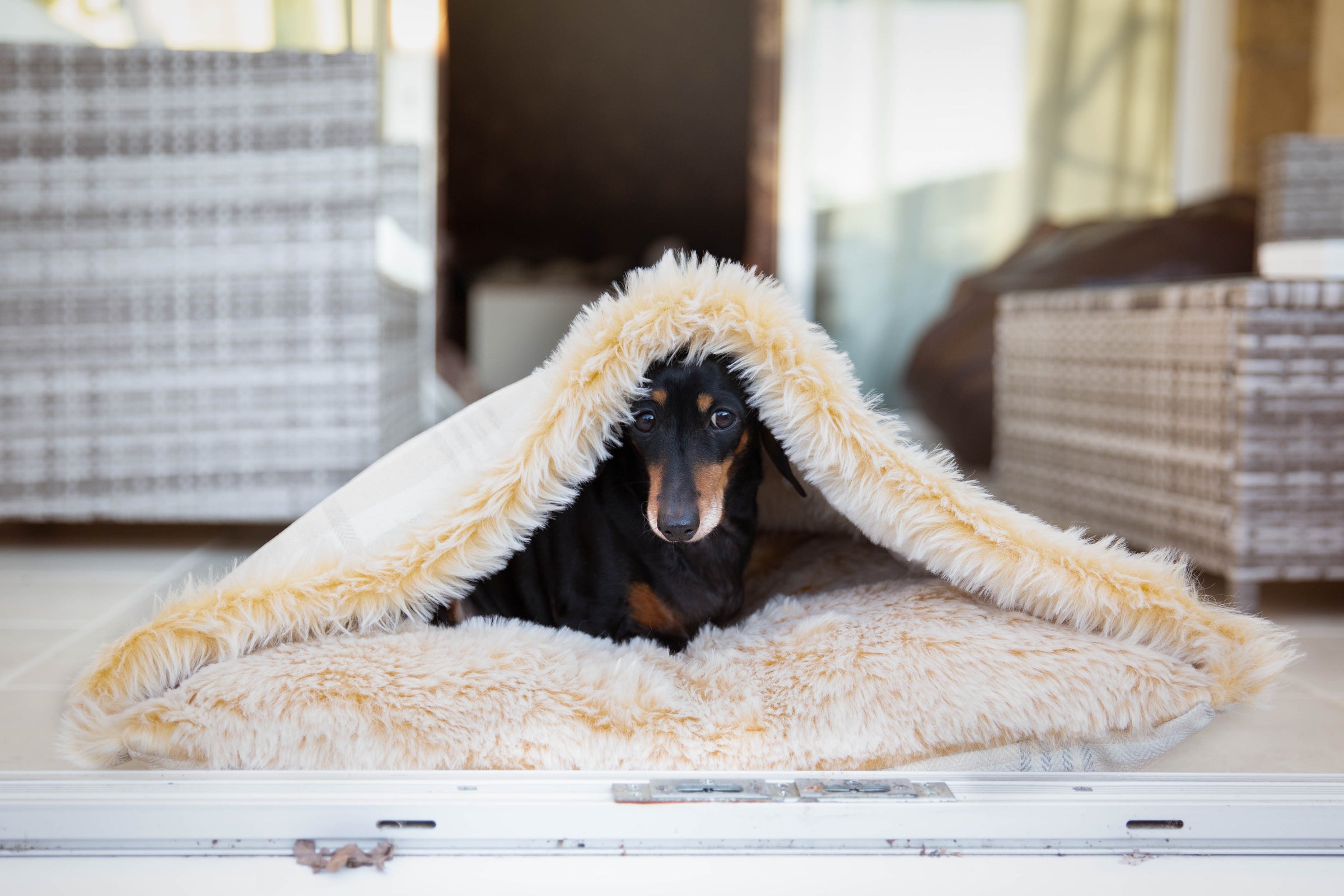 Luxury Doggy Den Bed