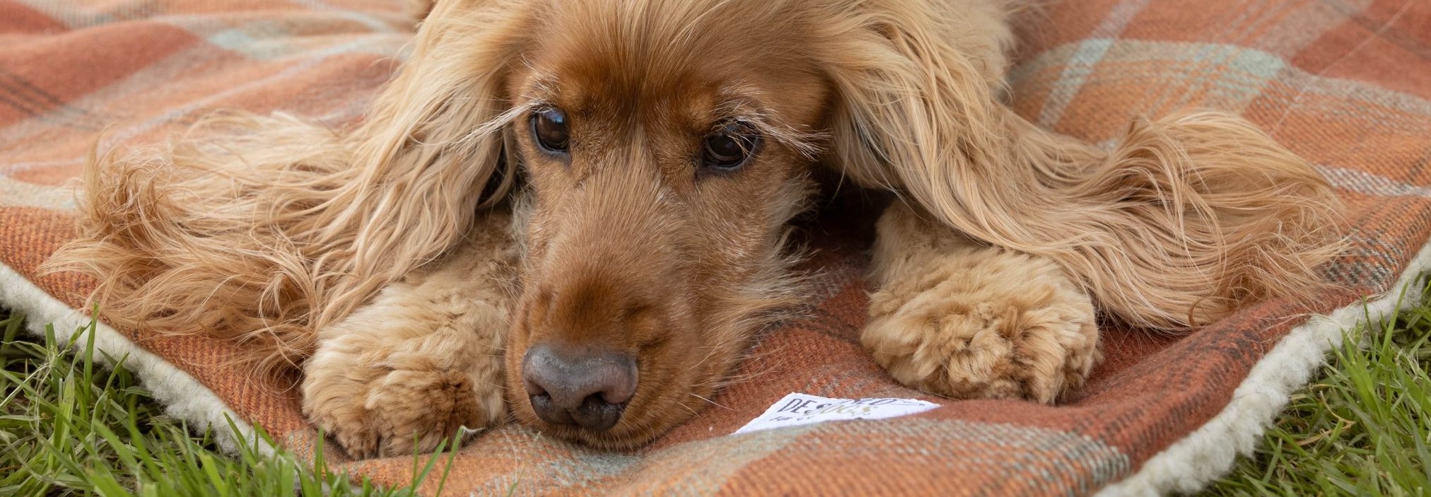 Cocker Spaniel on Warm Spice Tartan Blanket