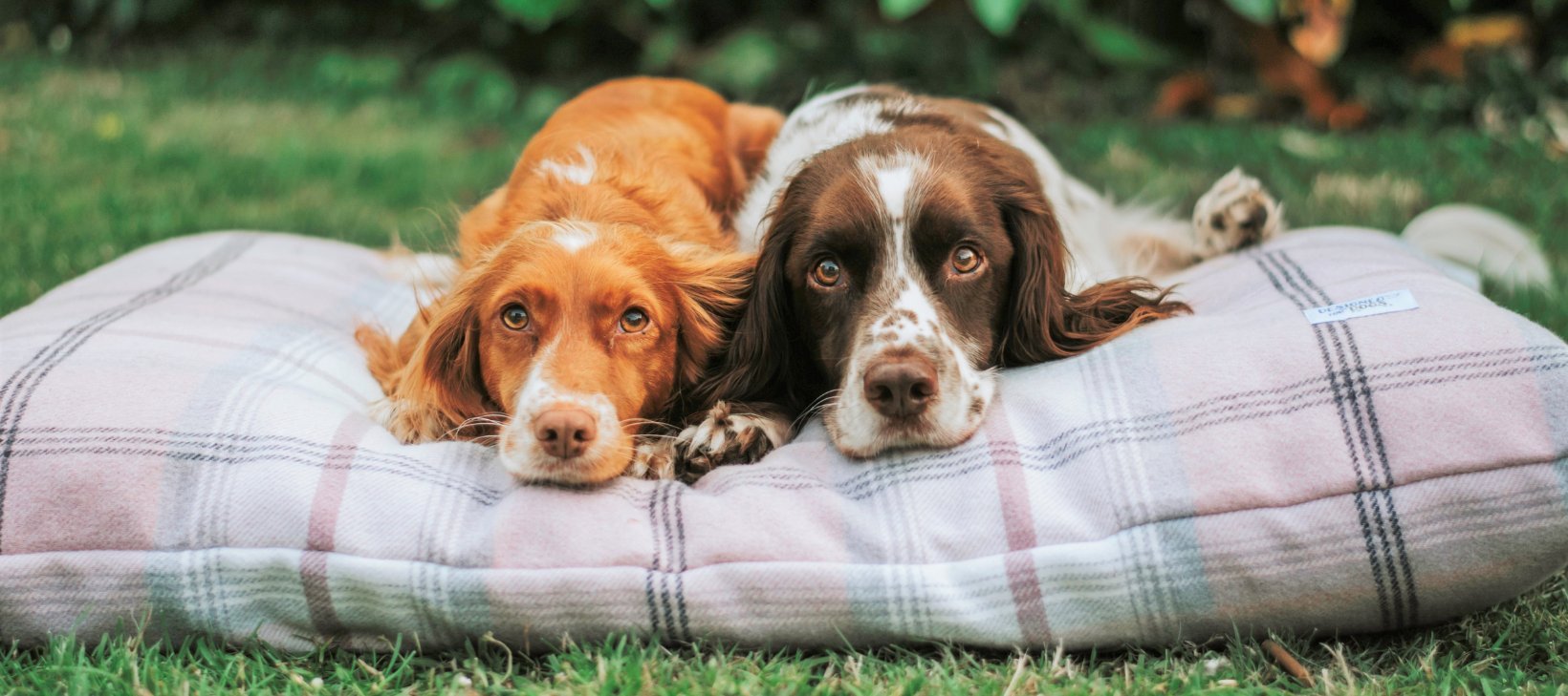 Blush Tartan Luxury Dog Bed