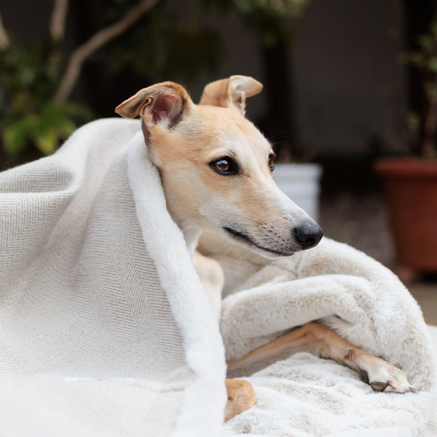 Latte Tweed Doggy Den Bed