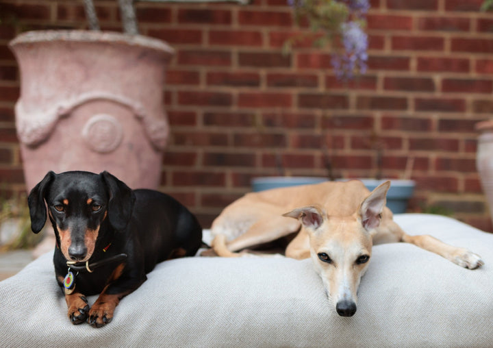 NEW: Latte Tweed Pillow Dog Beds