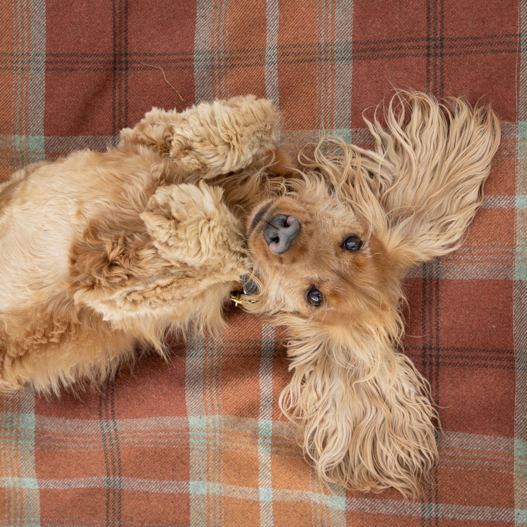 #design_warm-spice-tartan