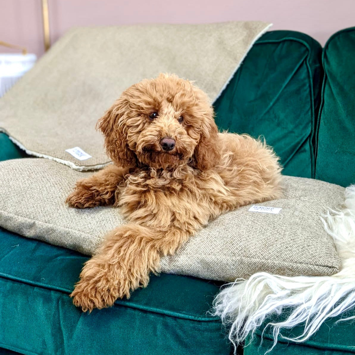 Herringbone Tweed Pillow Dog Beds