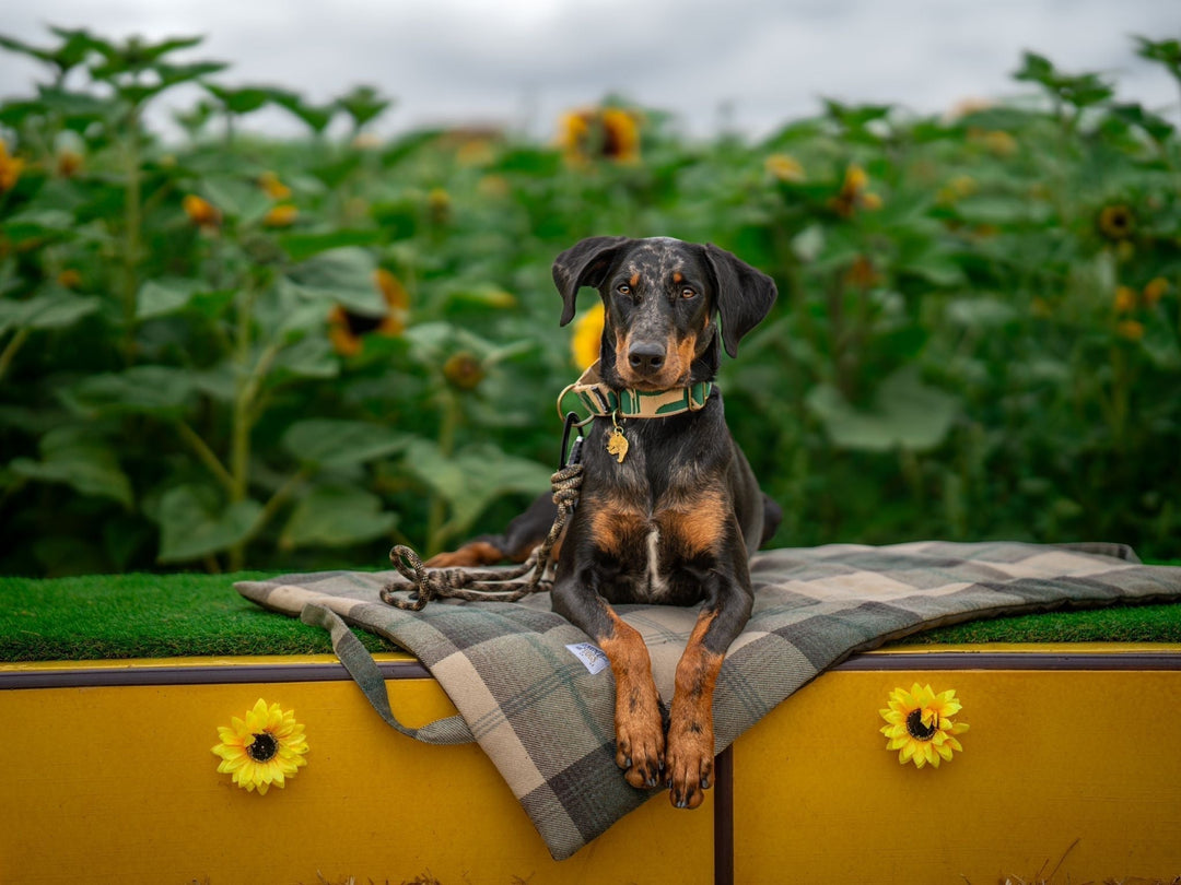 The Essential Settle Mat for Stylish Dogs on the Go