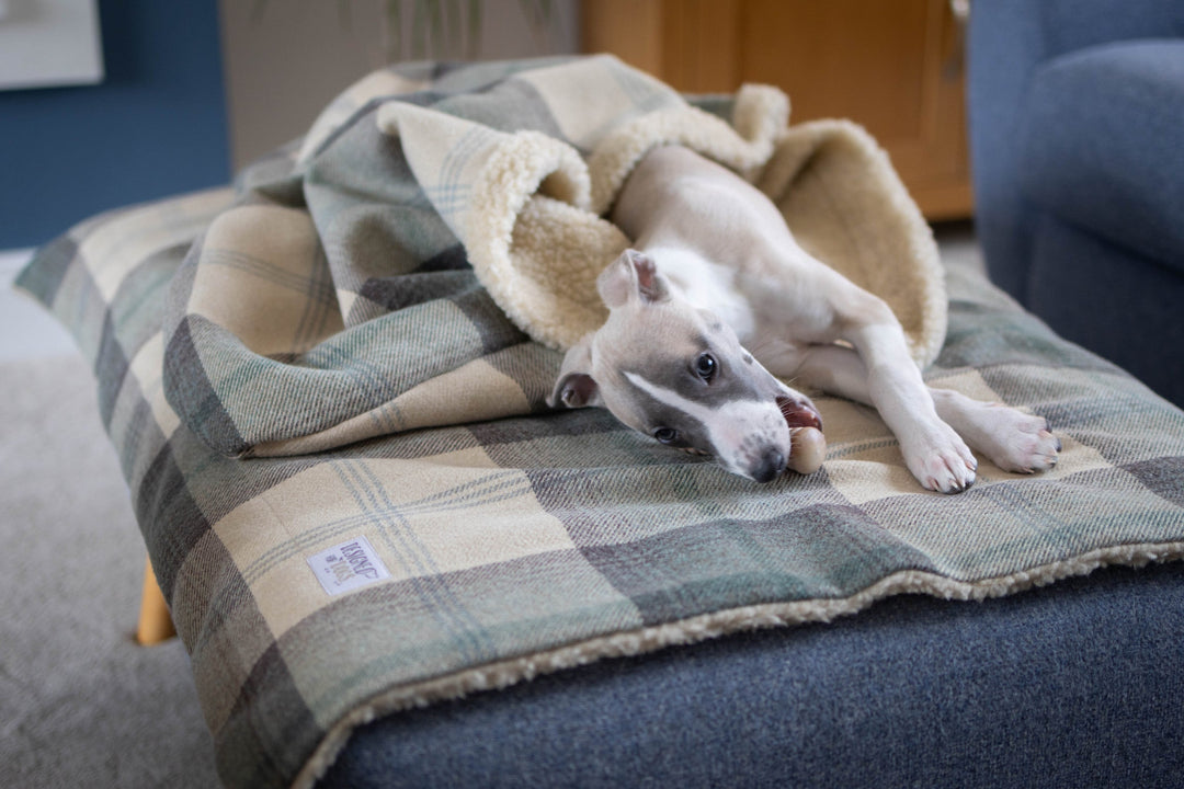 Meet the Grande Blanket – Our Largest Yet!