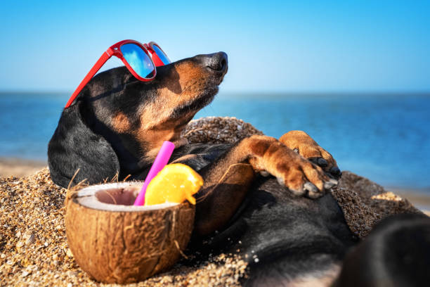 Heatstroke in Dogs: The signs, the danger and how to prevent it
