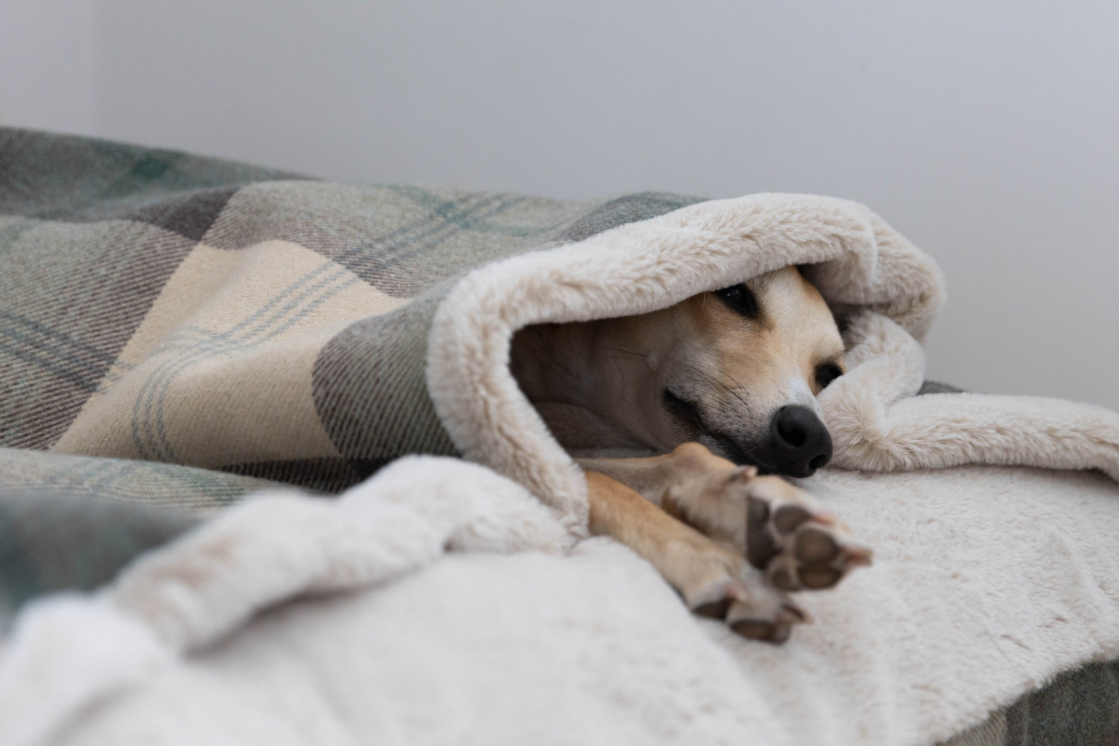 Luxury Doggy Den Bed