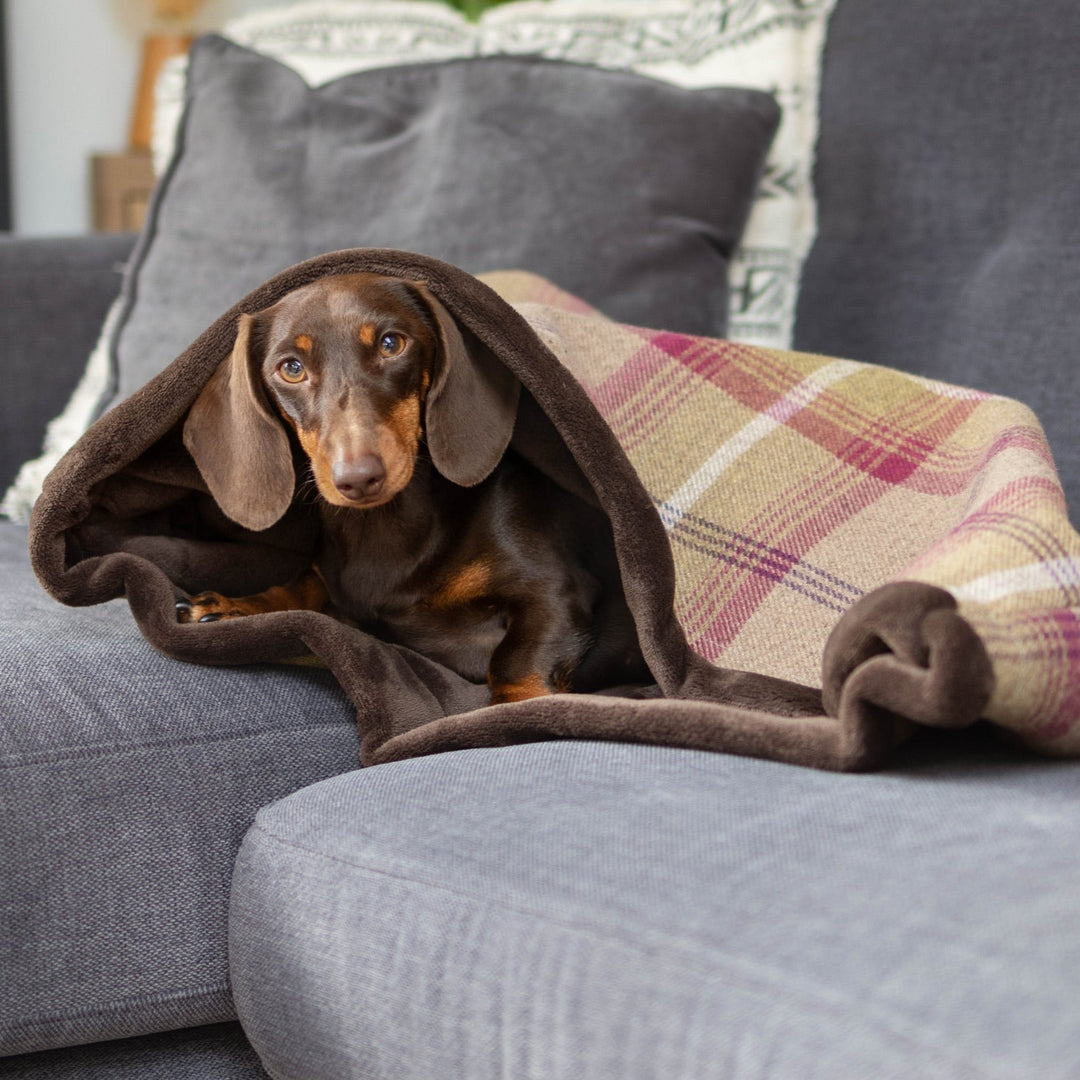 Heather Tartan Snuggle Sacks