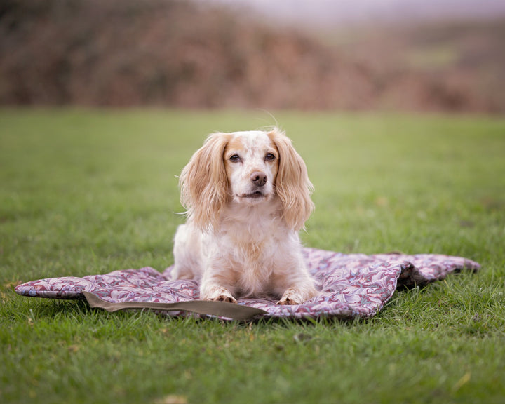A small cream-colored Spaniel with long ears sits on a patterned purple blanket on a green grassy field.