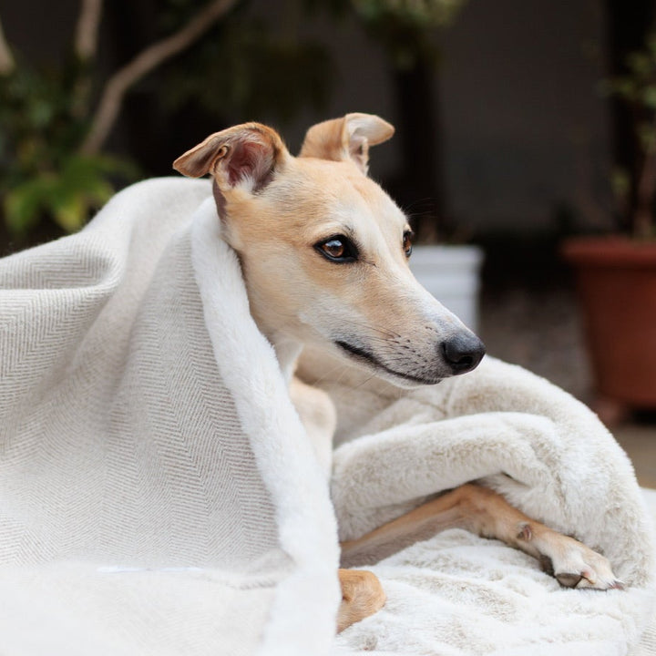 Latte Tweed Doggy Den Bed