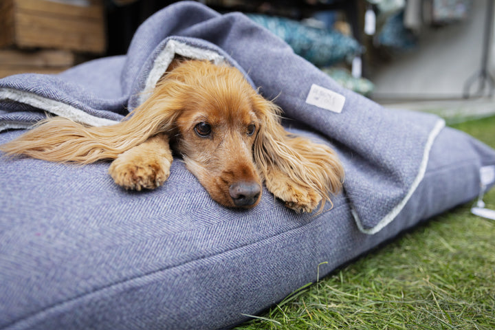 Oxford Blue Tweed Pillow Dog Beds