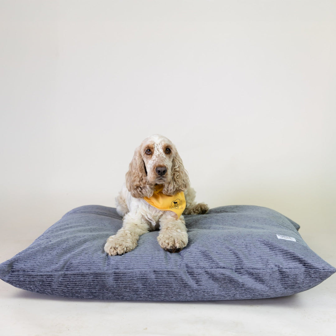 Dog sitting on a grey pet bed with a white background