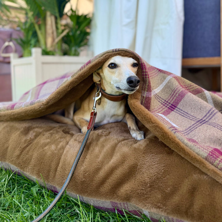 Heather Tartan Doggy Den Bed