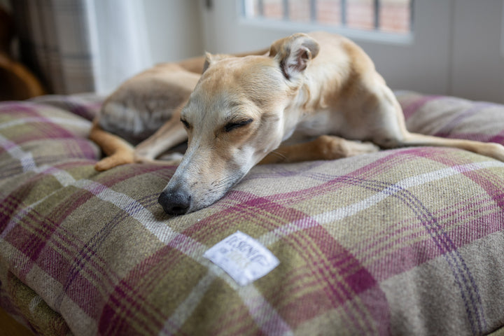 Heather Tartan Pillow Dog Beds