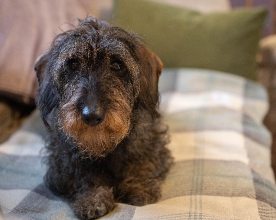 A small wire haired dachshund dog with dark brown and black fur sits on a beige and gray plaid blanket in a cozy indoor setting.
