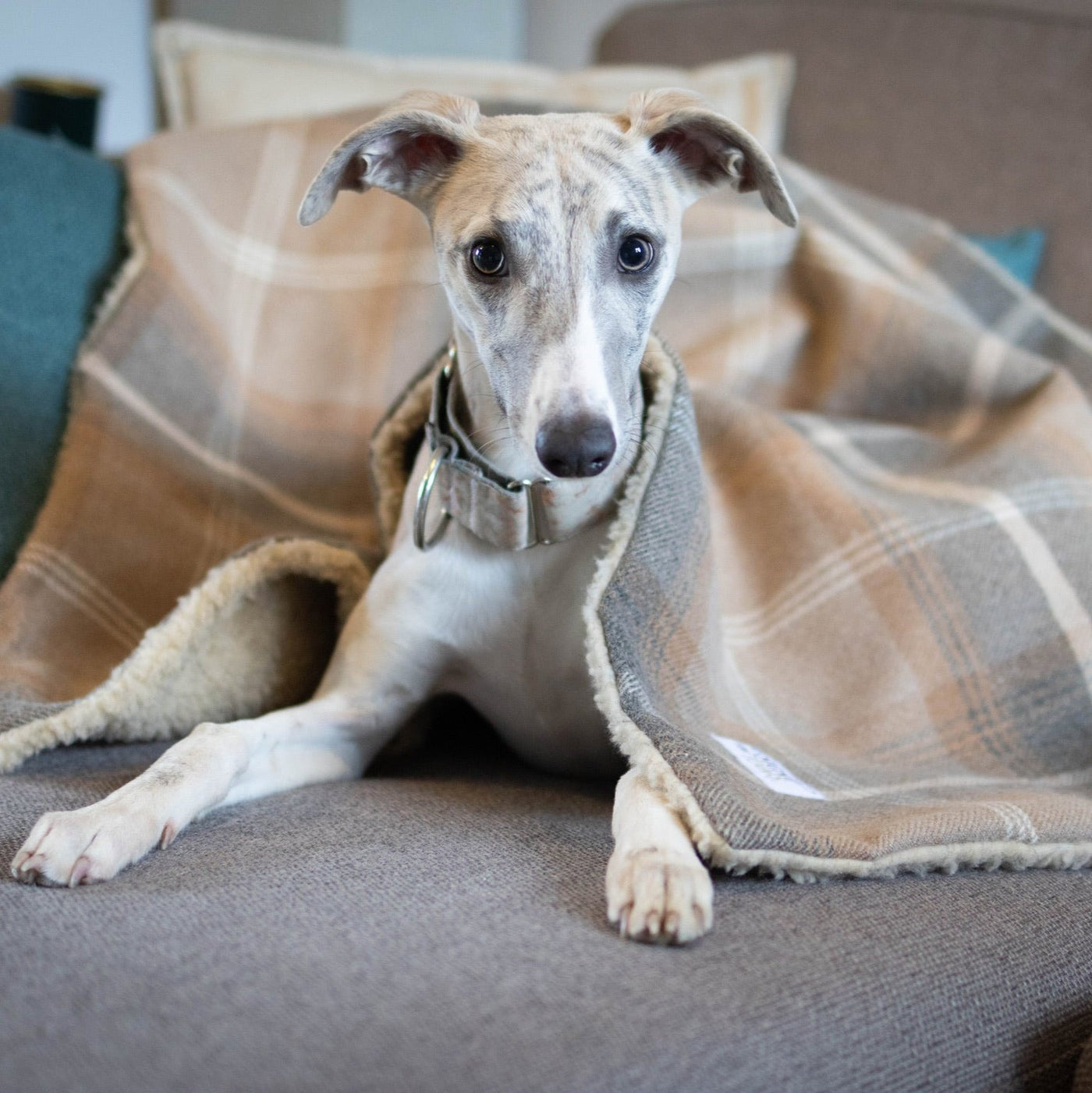 Antique Gold Tartan Blankets