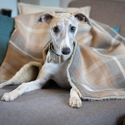 Antique Gold Tartan Blankets