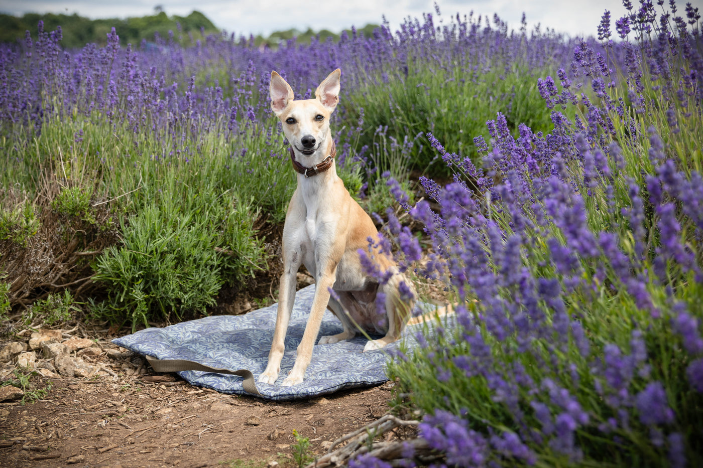 NEW William Morris Picnic Pads in Willow Bough Charcoal - Fully Waterproof!