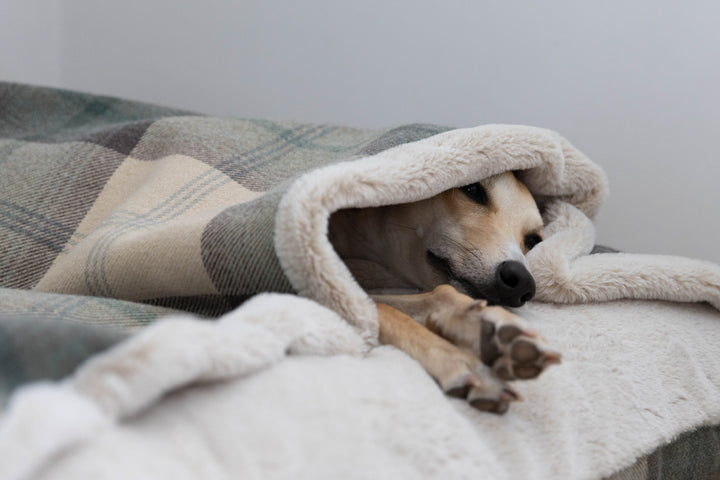 Farmhouse Tartan Doggy Den Bed