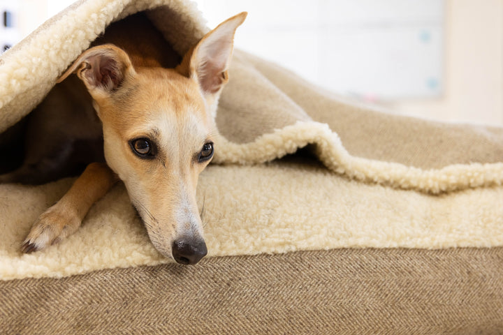 Stone Tweed Doggy Den Bed