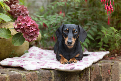 Rose Pink Leaves Cotton Picnic Pads