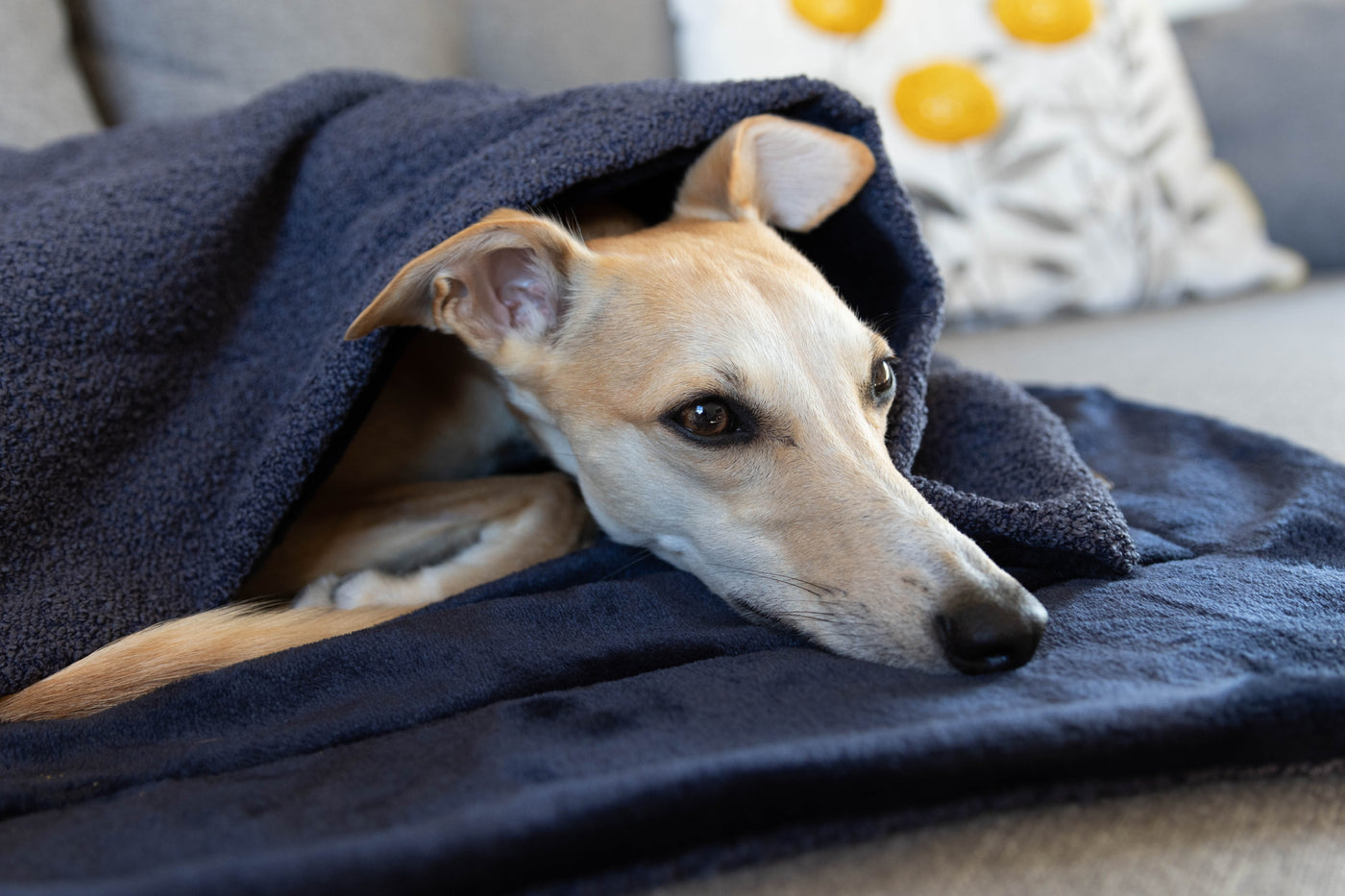 NEW: Navy Bouclé Snuggle Sacks