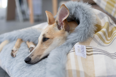 SAMPLE: Ochre & Grey Check Doggy Den Bed & Blanket Bundle
