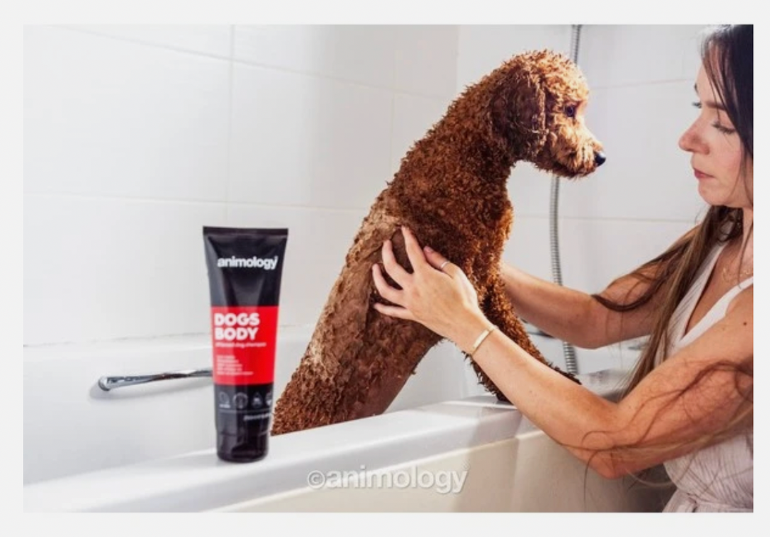Image shows a dog being washed in a bath, with a tube of the Animology Dogs Body shampoo in the foreground 