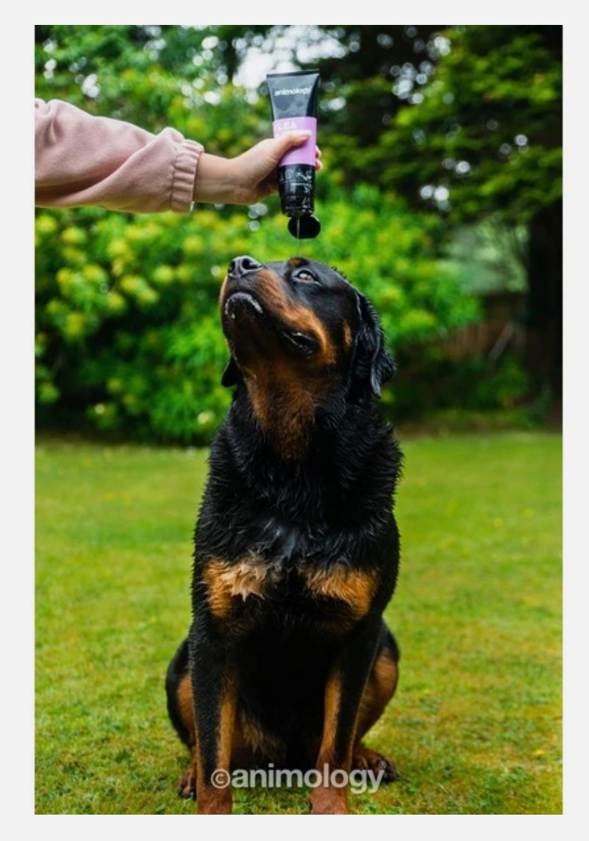 Image shows large dog with the Animology Flea and Tick shampoo being squeezed onto it's head. With trees and grass in background 