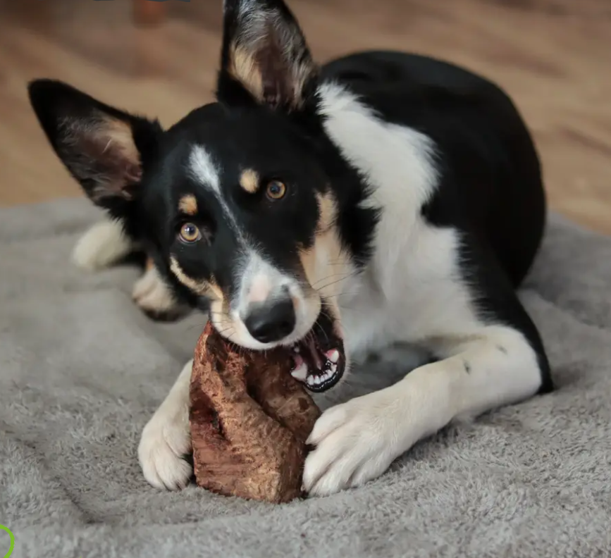 Green & Wild's chew root dog chew in a dog's mouth
