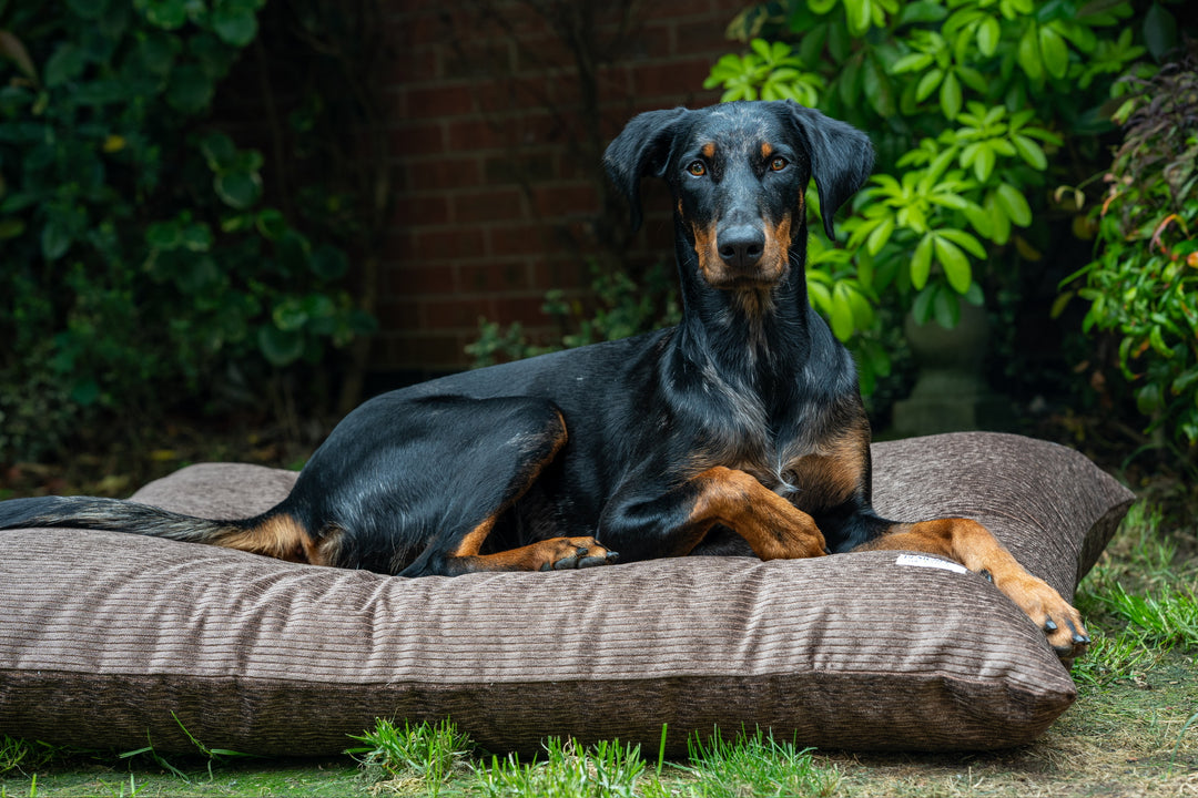 L Pillow Dog Beds