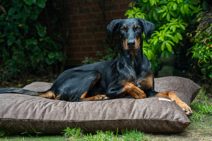 L Pillow Dog Beds