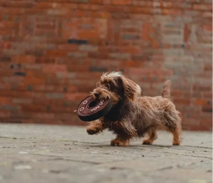 Eco Dog Toys From Green & Wild's