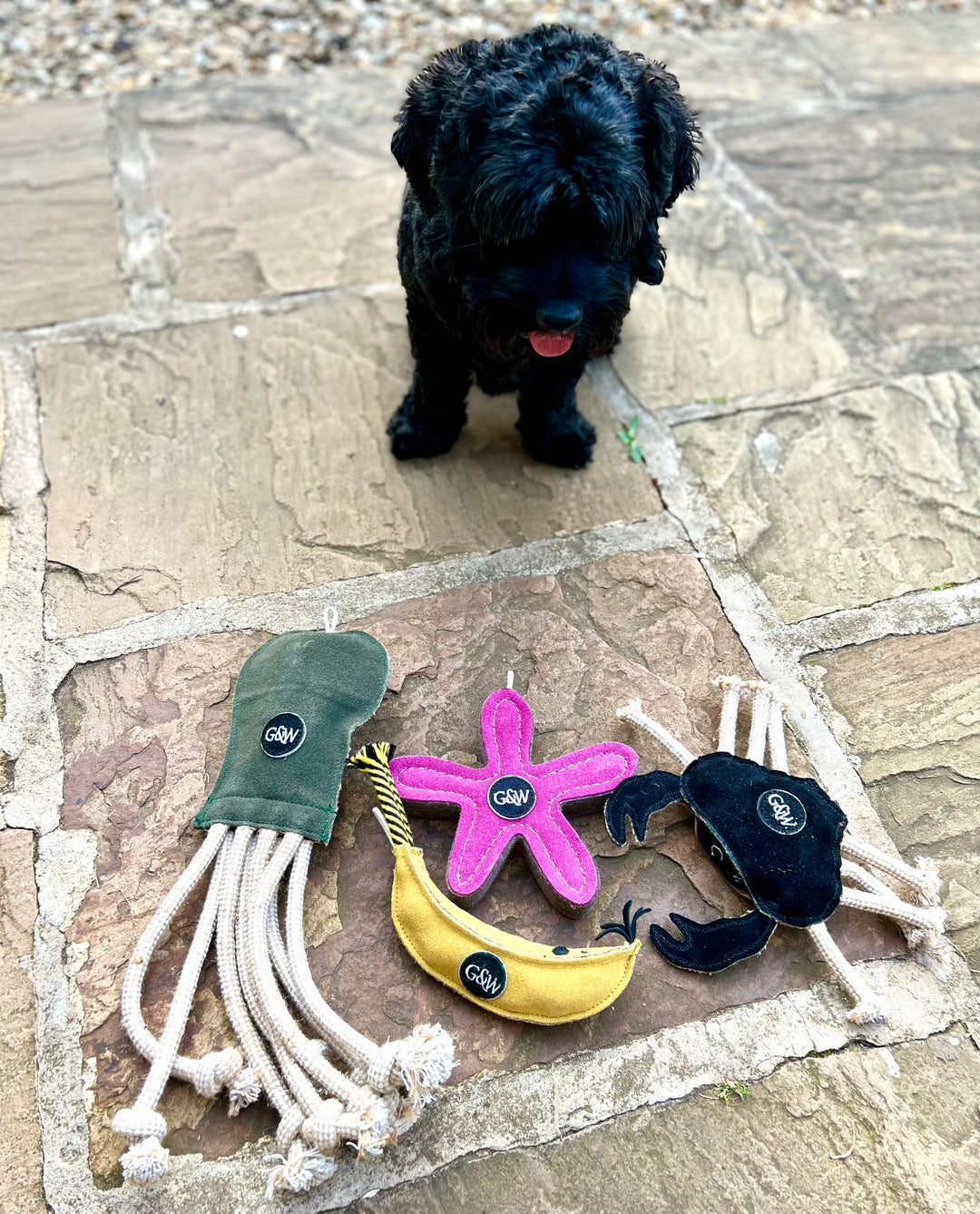 A dog sitting looking at Green & Wild's eco toys on a stone pavement 
