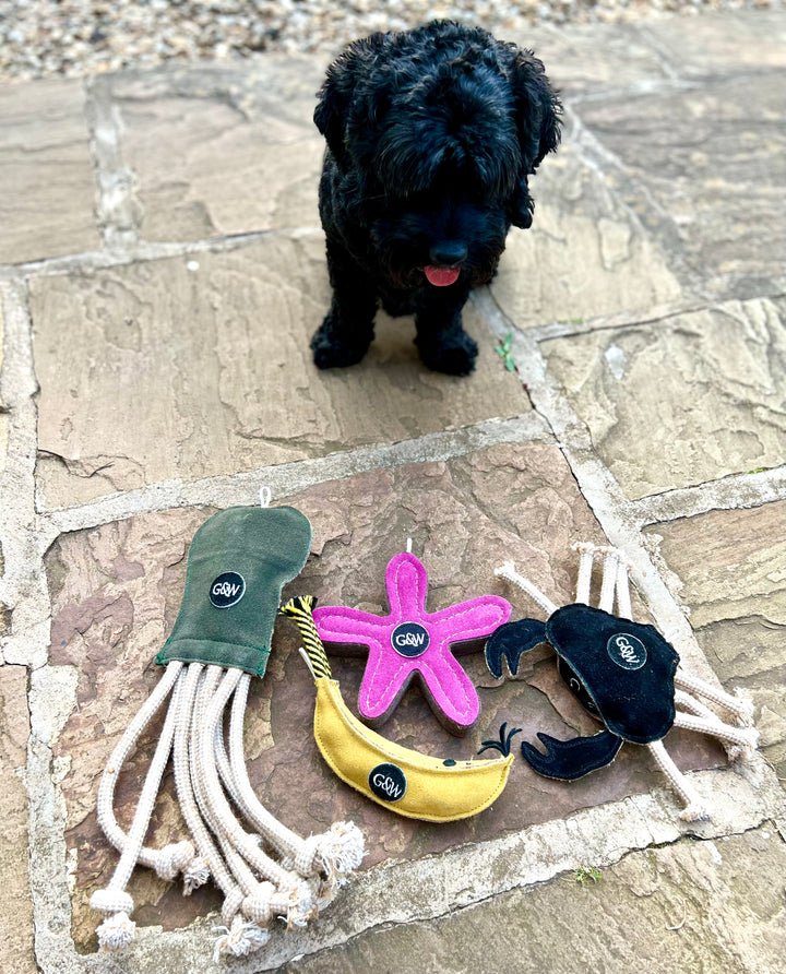 A dog sitting looking at Green & Wild's eco toys on a stone pavement 