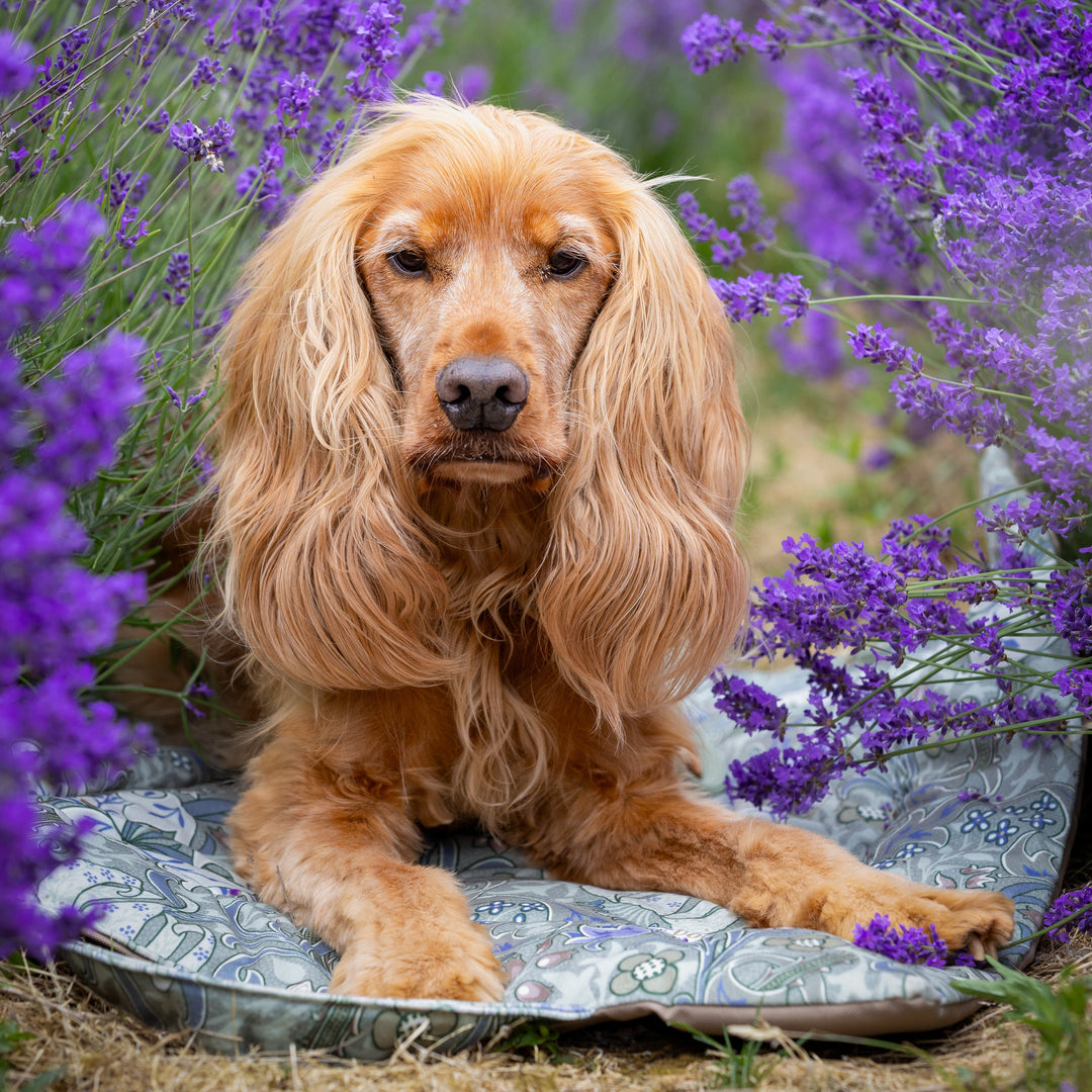 A cocker spaniel dog lying on a patterned cushion surrounded by blooming purple lavender flowers in an outdoor setting.