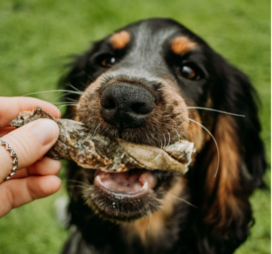 Skipper's fish twist individual dog treat in a dog's mouth