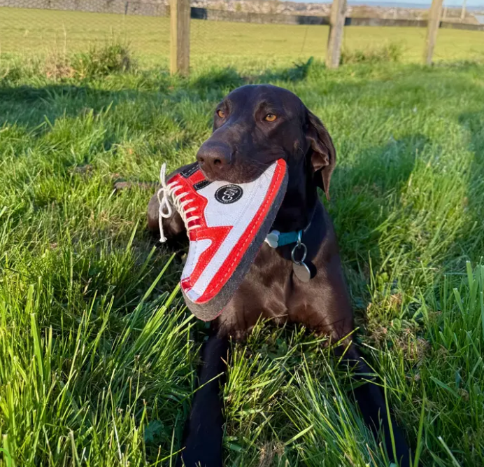 Eco Dog Toys From Green & Wild's