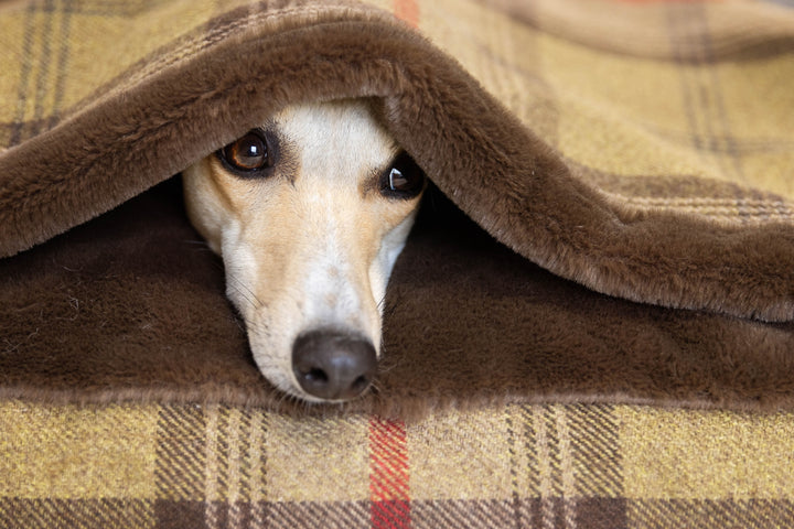 #fleece_chocolate-fur-fleece