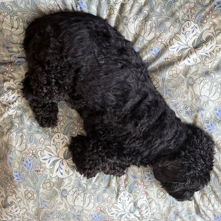 William Morris - Moss Green Golden Lily Pillow Dog Beds