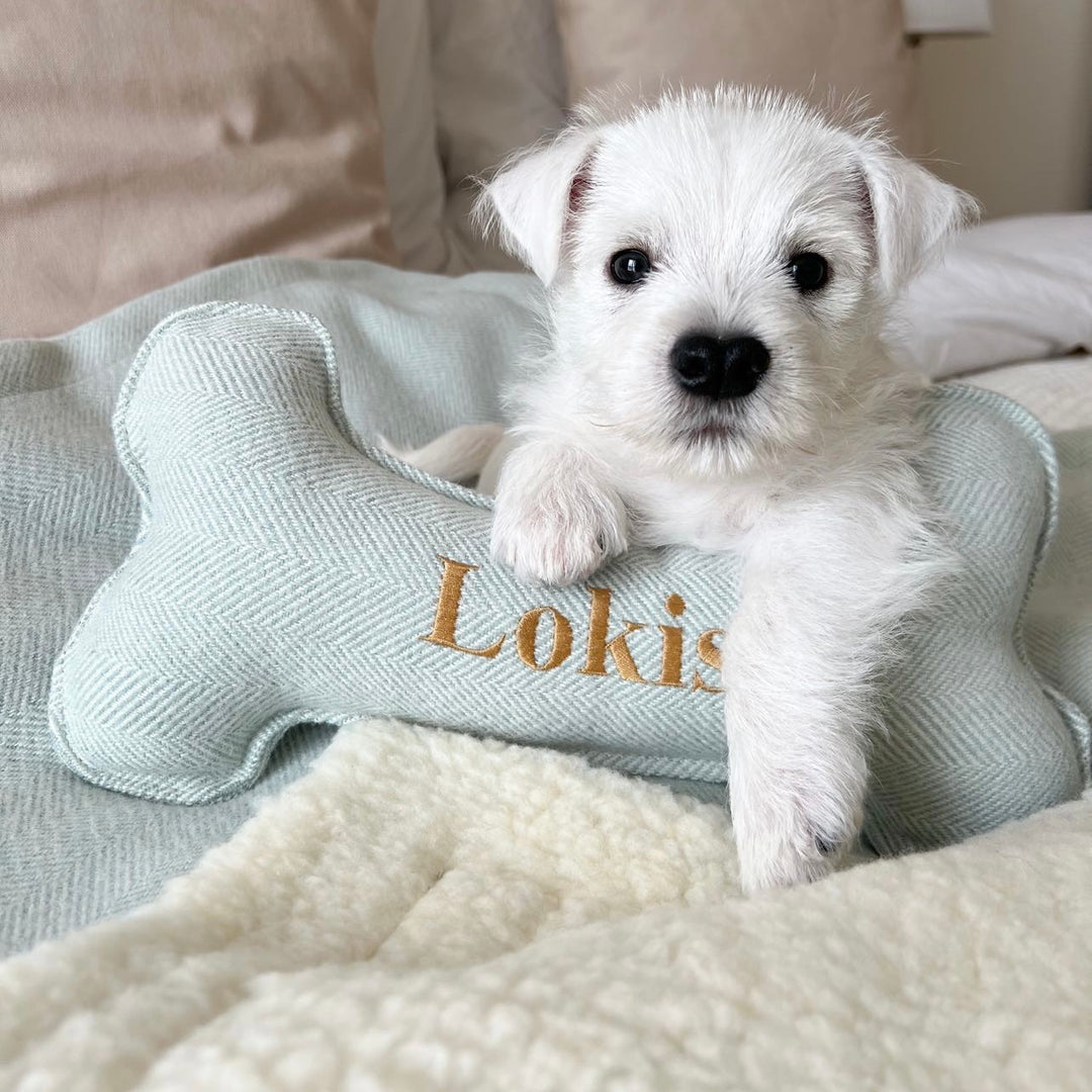 A white puppy resting on a bone-shaped, blue tweed dog toy with the name 'Loki' embroidered on it.