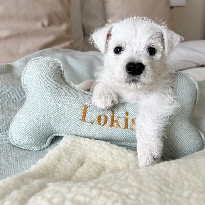 A white puppy resting on a bone-shaped, blue tweed dog toy with the name 'Loki' embroidered on it.