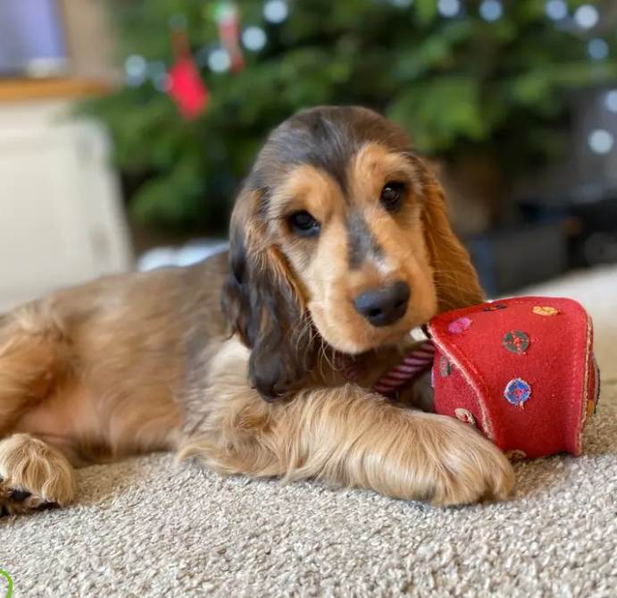 Eco Dog Toys From Green & Wild's