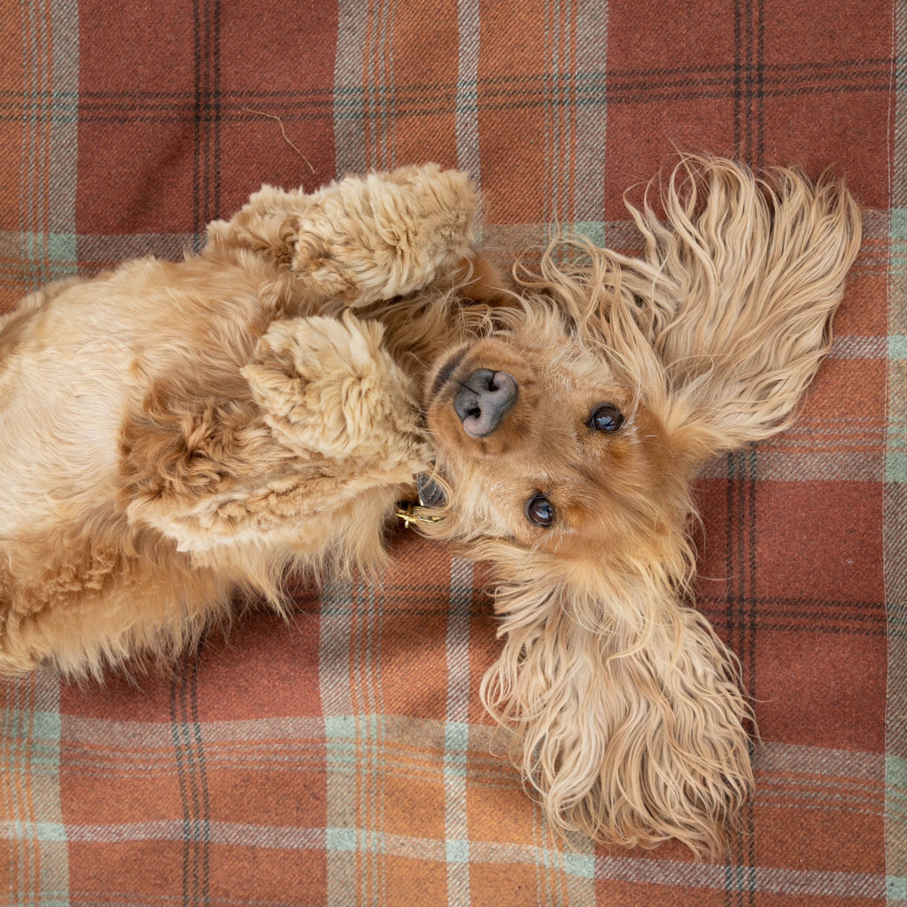 Soft and Cosy Luxury Washable Tartan Dog Blankets Designed for Dogs