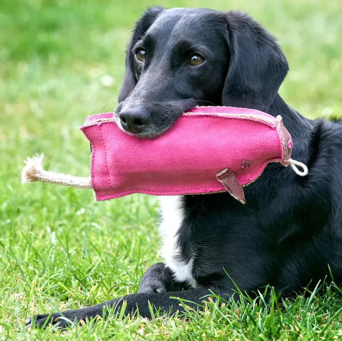 Eco Dog Toys From Green & Wild's