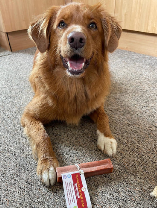 Dog sitting on a carpet with a strawberry yak bar in front of it