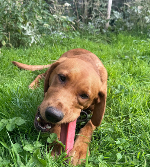 Dog on grass chewing on a strawberry yak bar