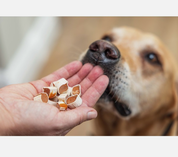 Dog sniffing a hand holding sushi bites dog treats 