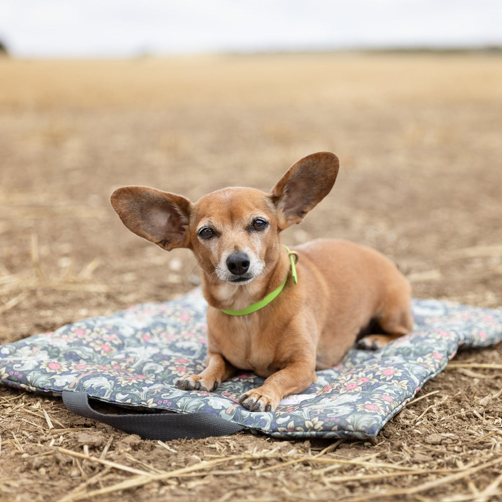 chihuahua dachshund cross on william morris settle mat