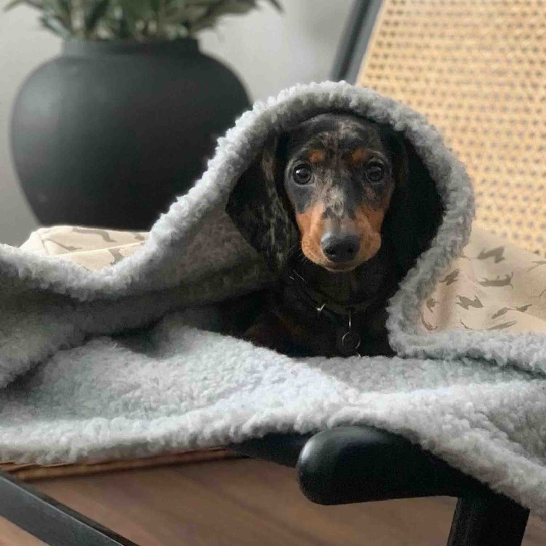 Dog in grey and beige snuggle sack with fluffy interior 